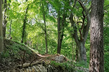 Weinbergmauern Berching