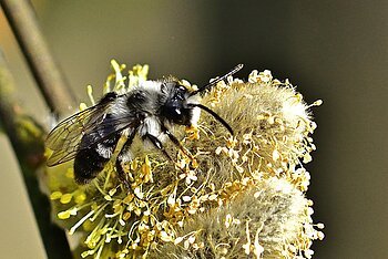 Gartensandbiene